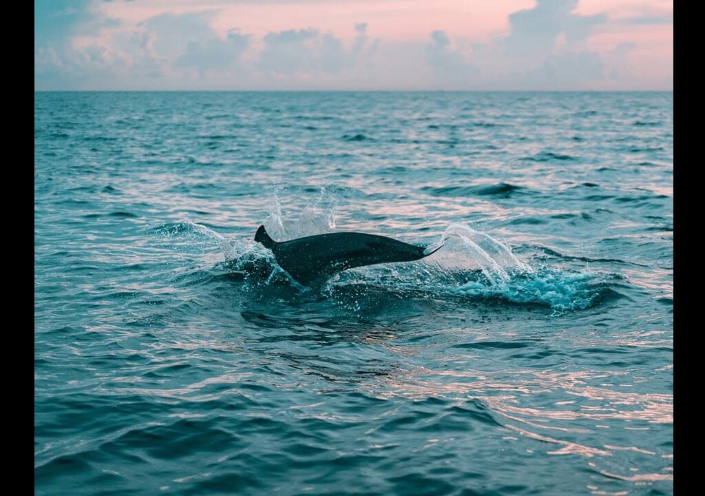 Dolphin watching in the Arabian sea, tour packages Oman