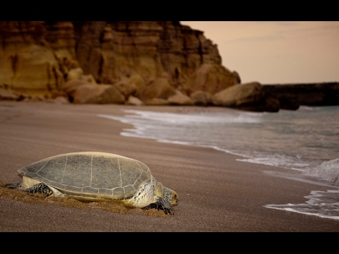 Ras al jinz- turtle watching, tour packages Oman